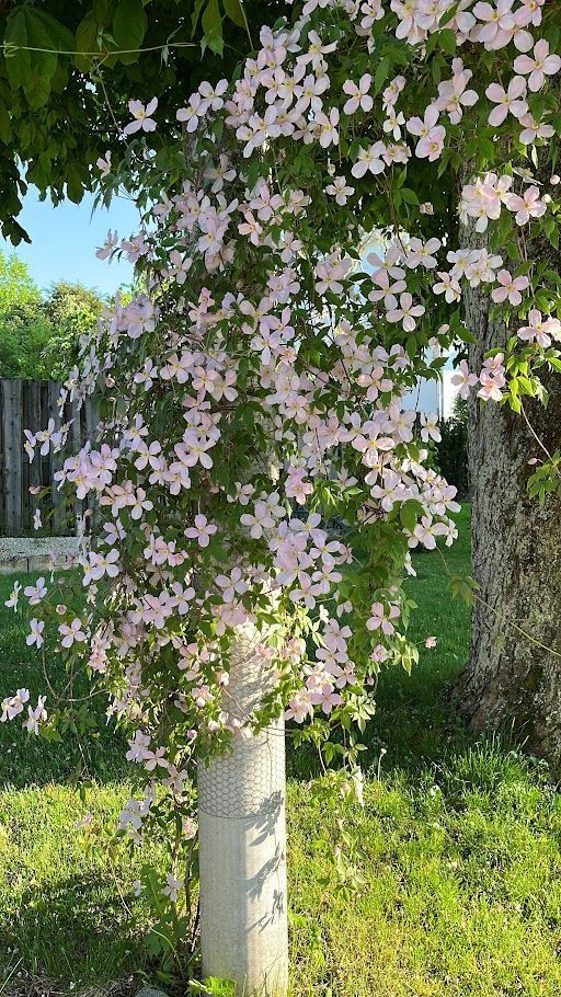 Garten und Wintergarten vom Bed & Breakfast Zum Schlüssel